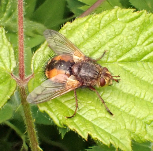  Tachina fera