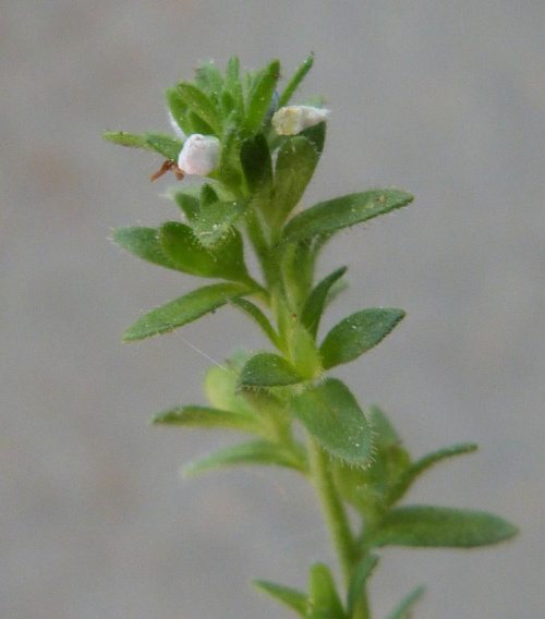 Wall Speedwell Veronica arvensis