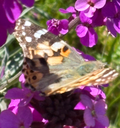 Painted Lady Vanessa cardui