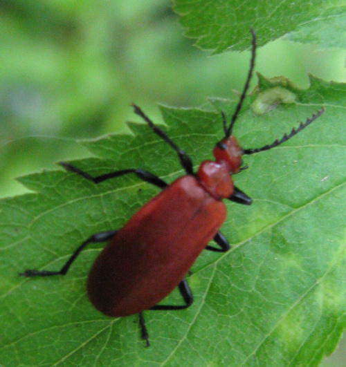 Common Cardinal Beetle Pyrochroa serraticornis