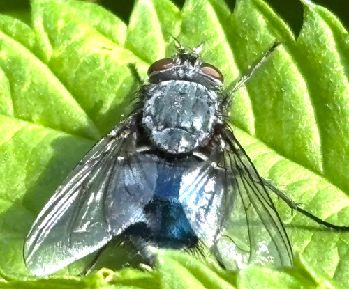 Bluebottle Calliphora