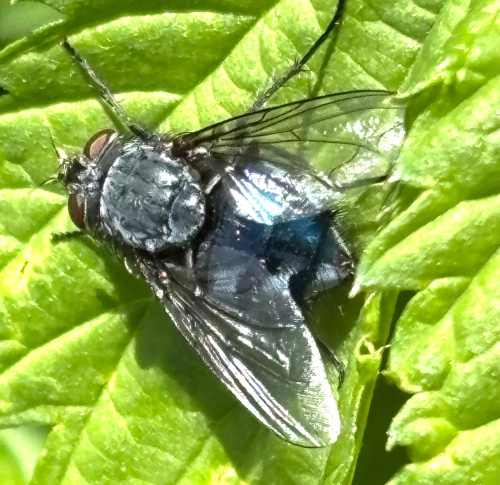 Bluebottle Calliphora
