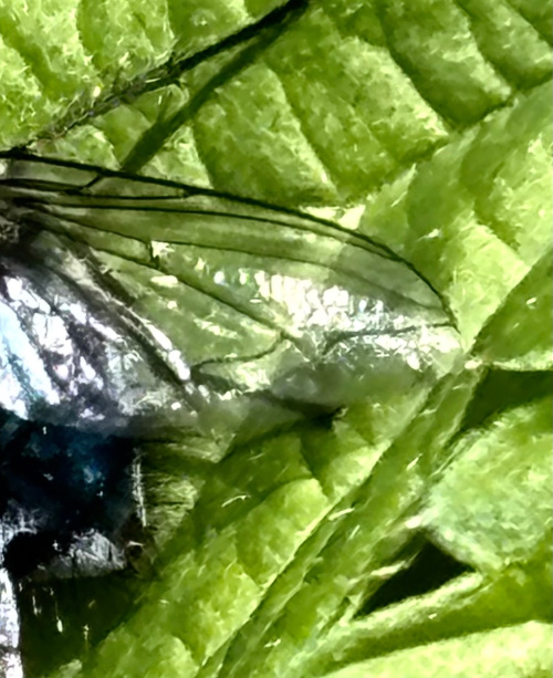 Bluebottle Calliphora