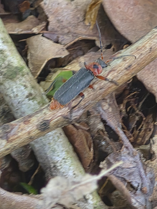  Cantharis rustica