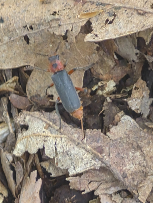  Cantharis rustica
