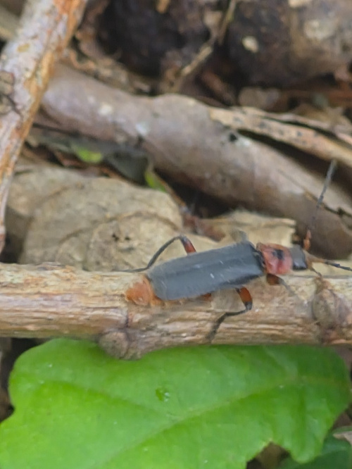  Cantharis rustica