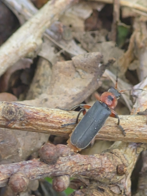  Cantharis rustica