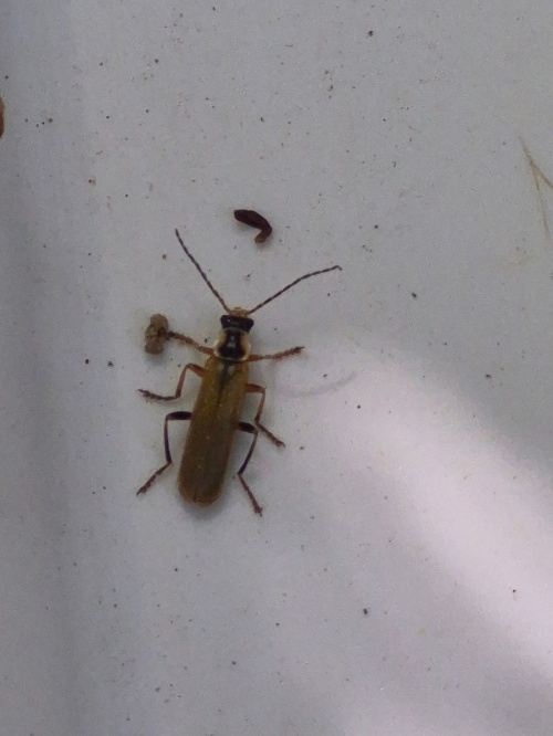  Cantharis decipiens