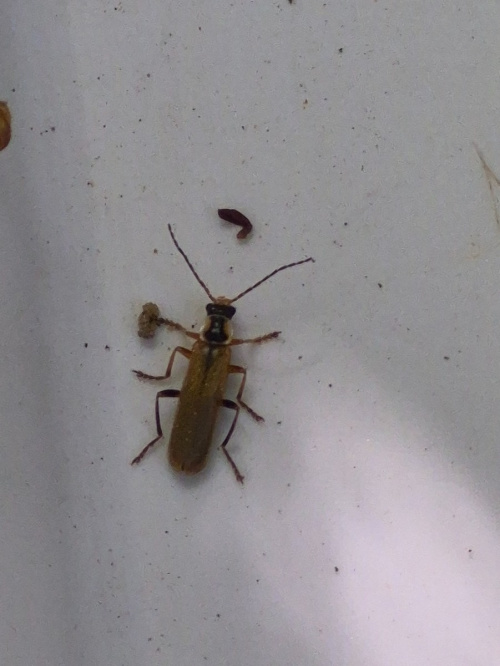  Cantharis decipiens