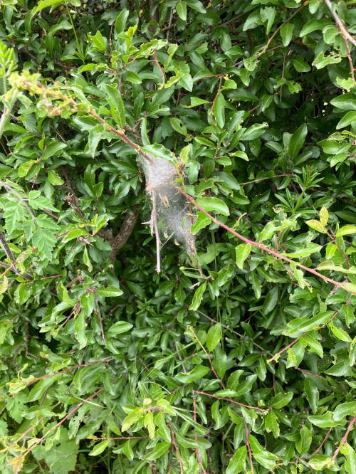 Orchard Ermine Yponomeuta padella