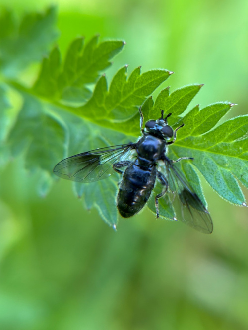 Pipiza austriaca