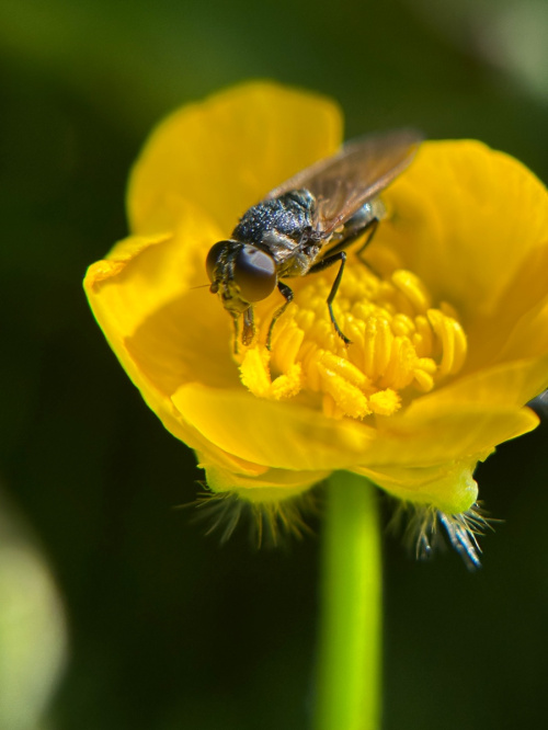  Cheilosia