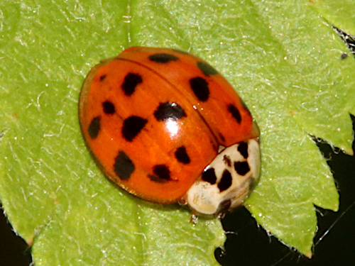 Harlequin Ladybird Harmonia axyridis