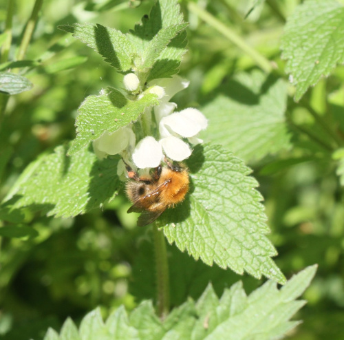 Common Carder Bee Bombus pascuorum
