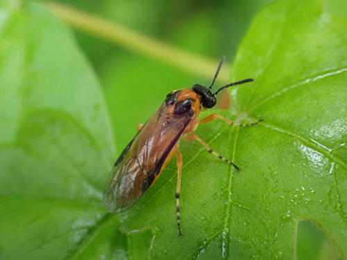  Athalia rosae