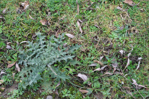 Spear Thistle Cirsium vulgare