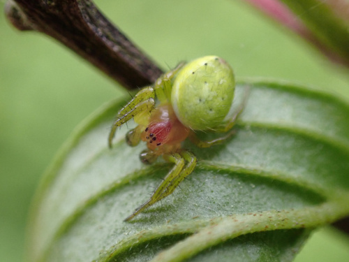  Araniella cucurbitina sensu lato