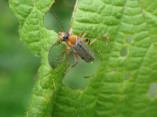  Cantharis nigricans