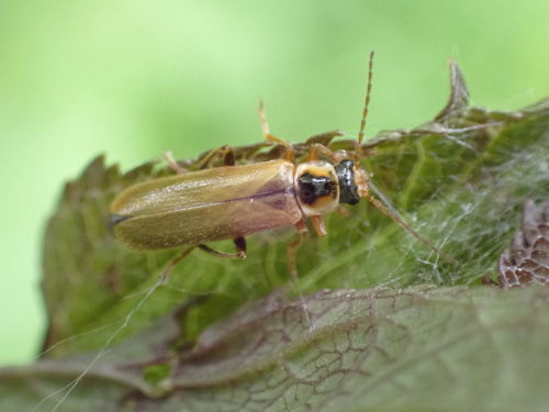 Cantharis decipiens