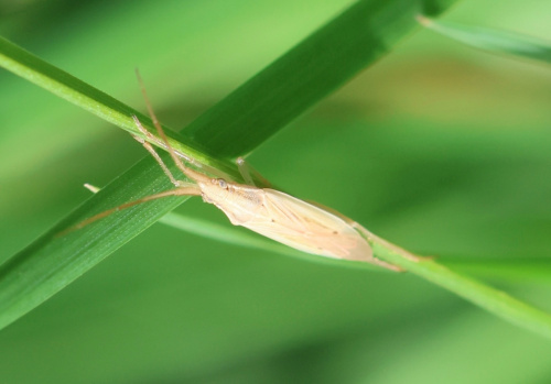  Stenodema (Stenodema) laevigata
