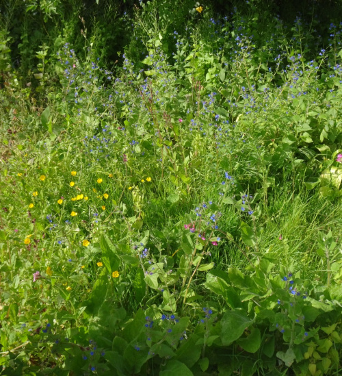 Green Alkanet Pentaglottis sempervirens