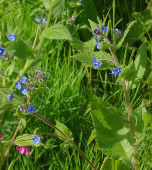 Green Alkanet Pentaglottis sempervirens