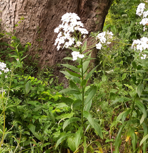 Dame's-violet Hesperis matronalis