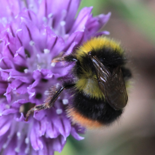 Early Bumblebee Bombus pratorum