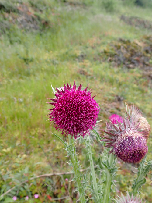 Musk Thistle Carduus nutans