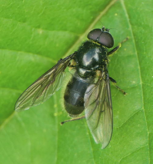  Cheilosia albitarsis sens.lat.