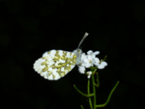 Orange-tip Anthocharis cardamines