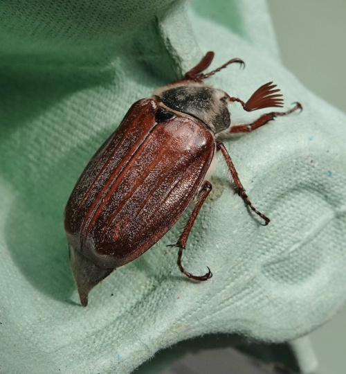 Common Cockchafer Melolontha melolontha