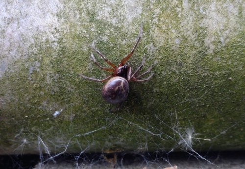  Steatoda nobilis