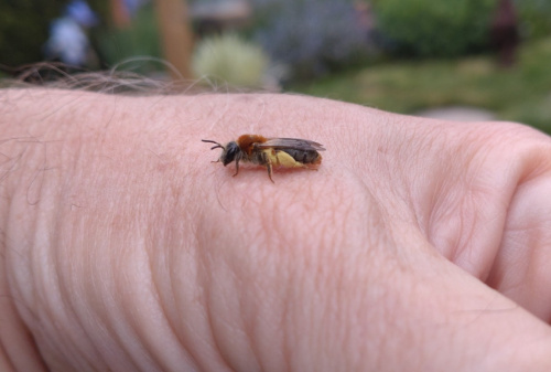 Orange-tailed Mining Bee Andrena haemorrhoa