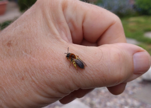 Orange-tailed Mining Bee Andrena haemorrhoa