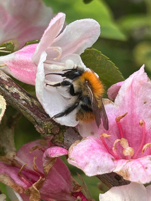 Common Carder Bee Bombus pascuorum