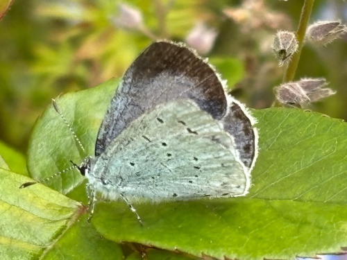 Holly Blue Celastrina argiolus