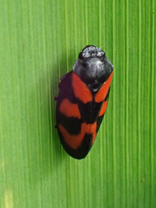  Cercopis vulnerata