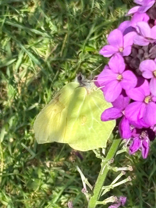 Brimstone Gonepteryx rhamni