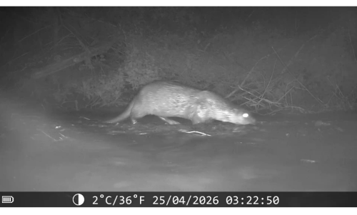 Eurasian Otter Lutra lutra