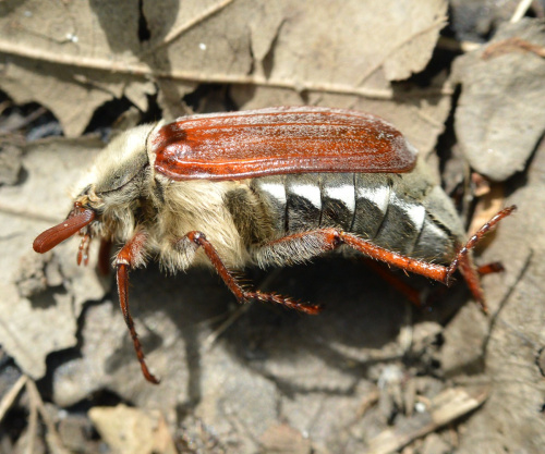 Common Cockchafer Melolontha melolontha