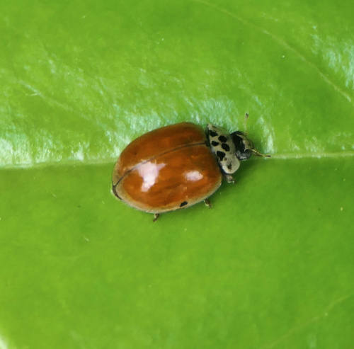 10-spot Ladybird Adalia decempunctata