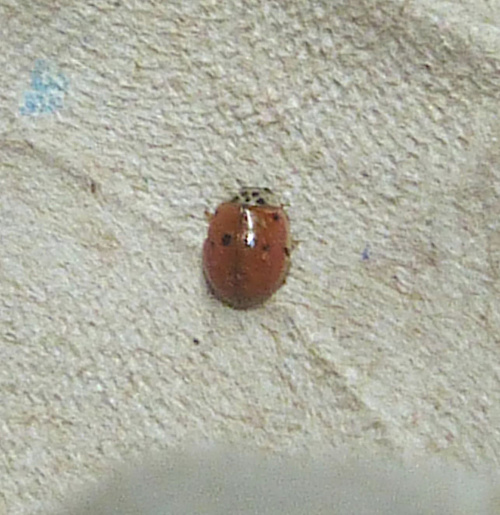 10-spot Ladybird Adalia decempunctata