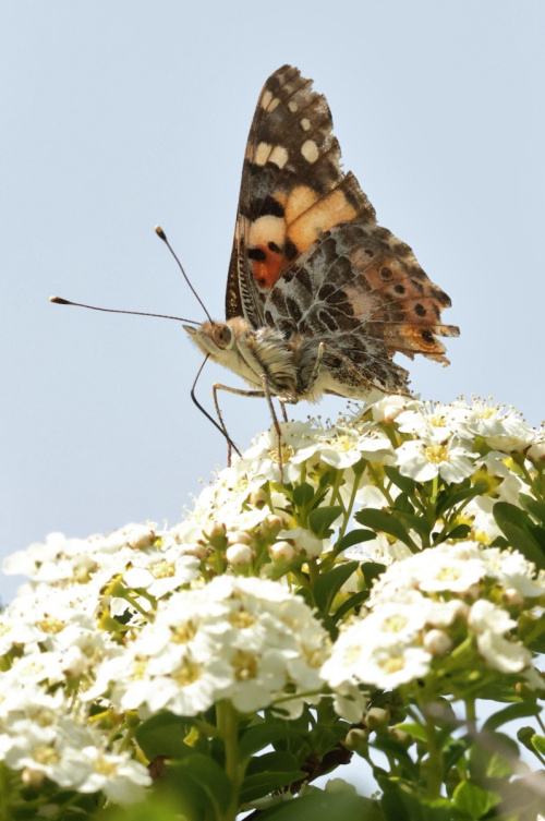 Painted Lady Vanessa cardui