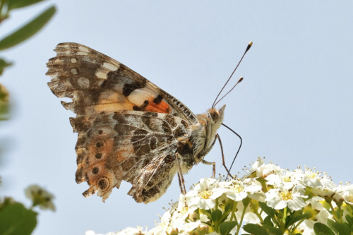 Painted Lady Vanessa cardui