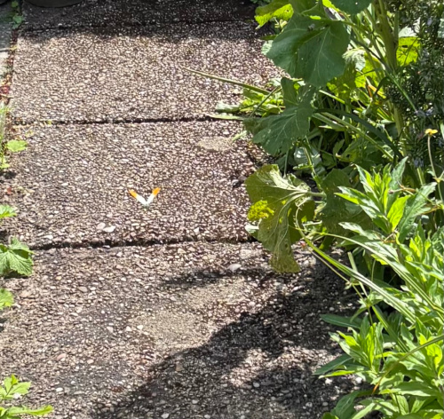 Orange-tip Anthocharis cardamines