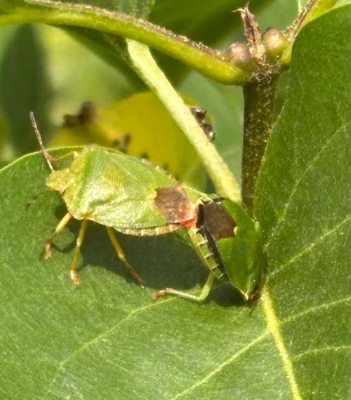 Green Shieldbug Palomena prasina