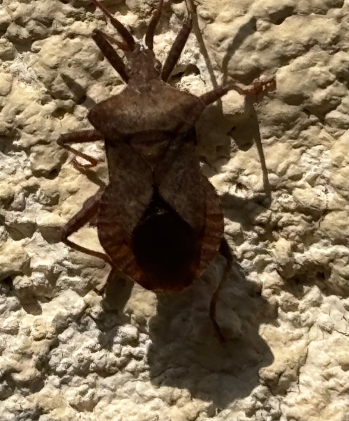 Dock Bug Coreus marginatus