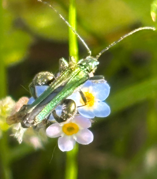 Swollen-thighed Beetle Oedemera nobilis