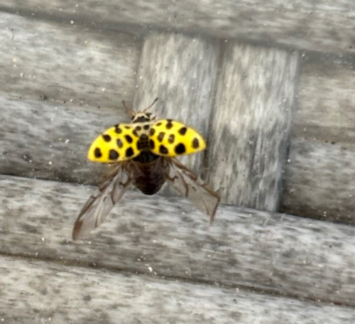 22-spot Ladybird Psyllobora vigintiduopunctata